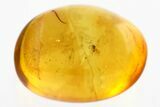 Fossil Parasitoid Wasp (Scelionidae) in Baltic Amber #343277-1